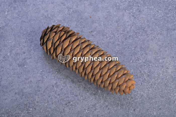 Pomme de Pin (épicea) - gryphea.org